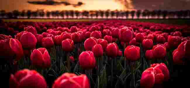 team